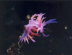 Flabellina affinis in the Mediterranean sea (-26 mt) - Ni... by Ferdinando Meli 